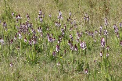Orchis pourpre