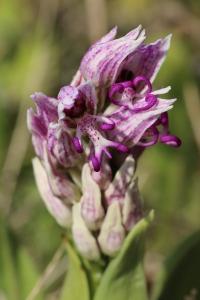 Orchis singe