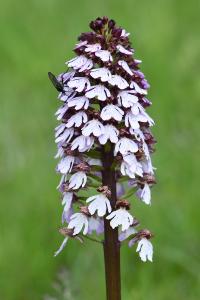 Orchis pourpre
