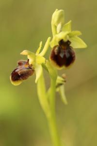 Ophrys araignée