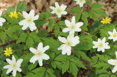 Anemone nemorosa