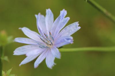 Chicorée amère