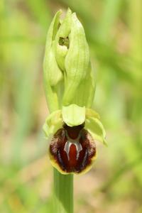 Ophrys araignée