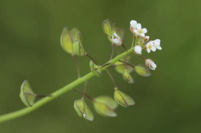 Tabouret perfolié
