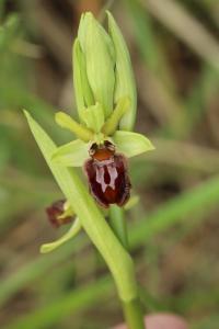Ophrys araignée