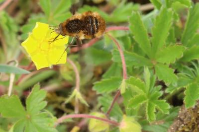 Potentille de Tabernaemontanus
