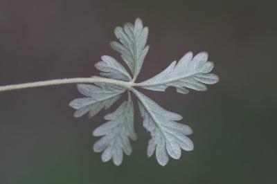 Potentille négligée