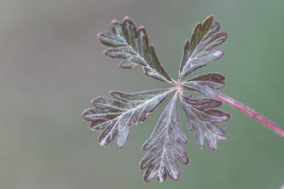 Potentille négligée