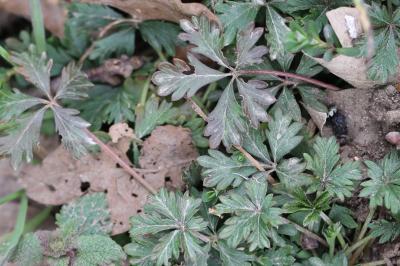 Potentilla neglecta