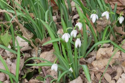 Perce-neige