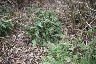Réglisse des bois