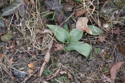 Ophrys abeille