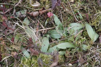 Ophrys abeille
