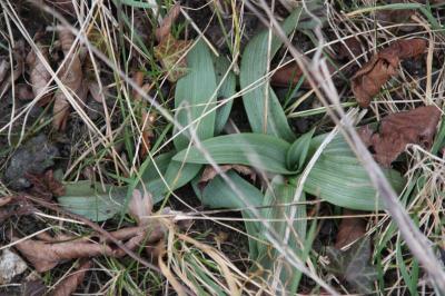 Ophrys abeille