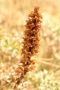 Orobanche violette