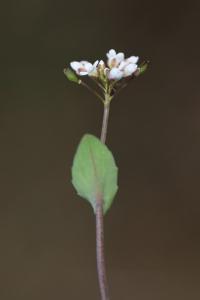 Tabouret perfolié