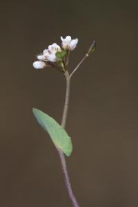 Tabouret perfolié