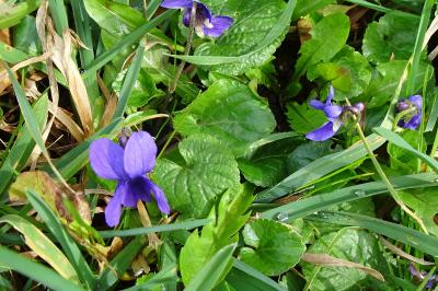 <i>Viola</i>