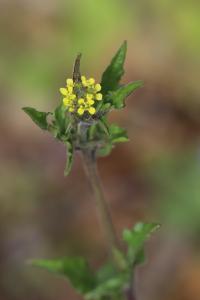 Herbe aux chantres