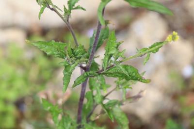 Herbe aux chantres