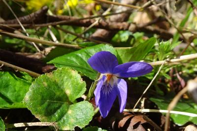 Violette des bois