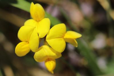 Hippocrepis à toupet