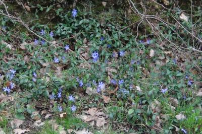 <i>Vinca</i>