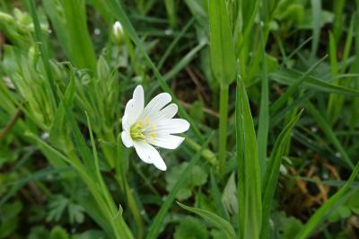 Stellaire holostée