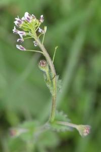 Draba muralis