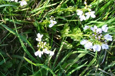 Cardamine des prés