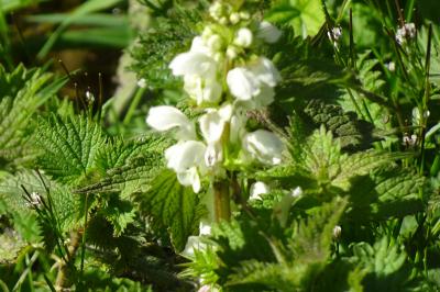 Lamier blanc