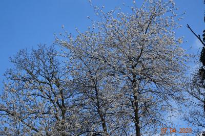 Prunus avium