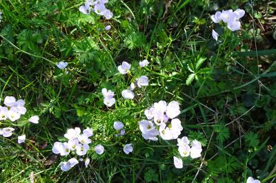 Cardamine des prés