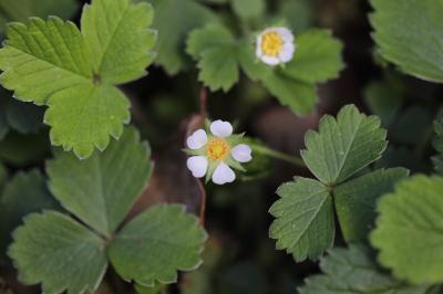 Potentilla sterilis