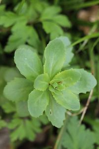 Herbe de saint Jean