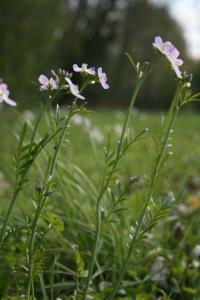 Cardamine des prés