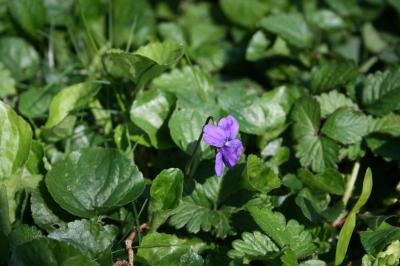 Violette odorante