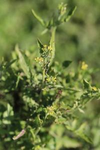 Herbe aux chantres