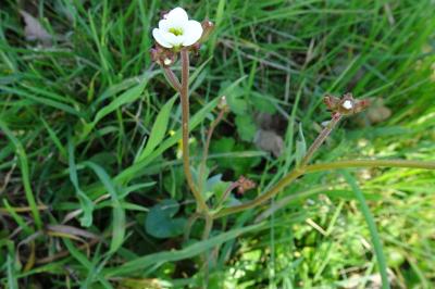 Saxifrage granulé