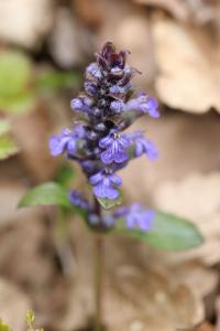 Bugle rampante