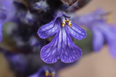 Bugle rampante