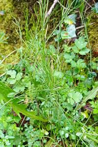 Cardamine hérissée