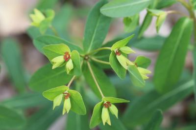 Euphorbia dulcis