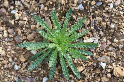 Reseda luteola