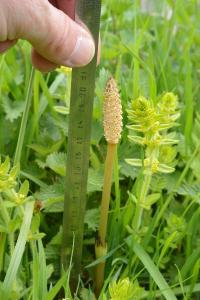 <i>Equisetum</i>
