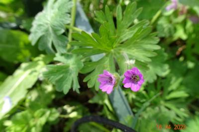 Géranium à feuilles molles