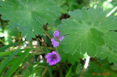 Géranium à feuilles rondes