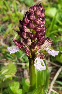 Orchis pourpre