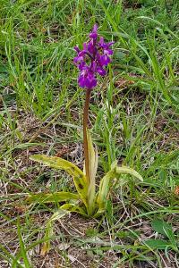 Orchis mâle
