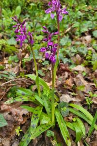Orchis mâle